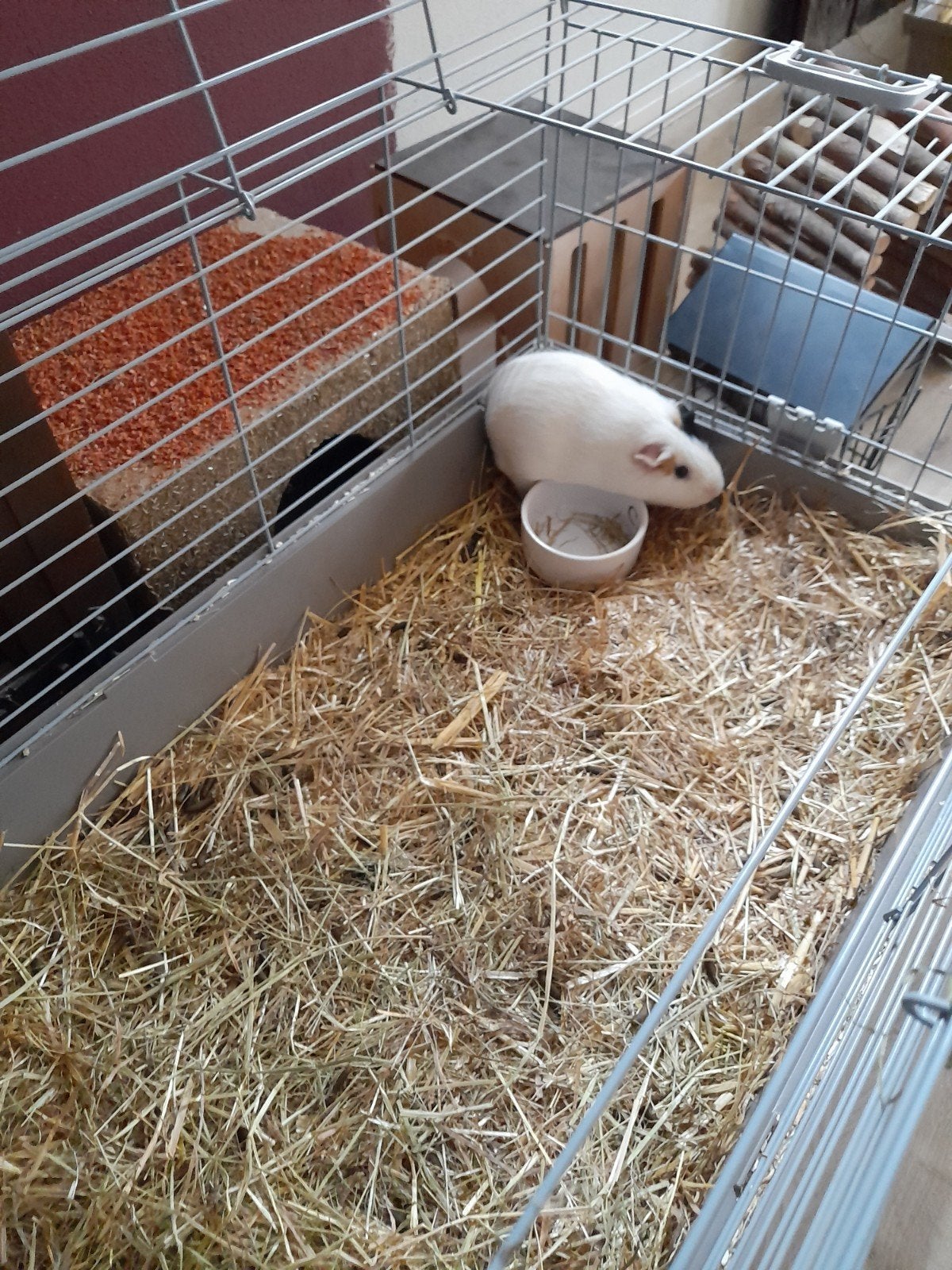 tamme cavia vrouw, Dieren en Toebehoren, Vrouwelijk, Dwerg, 0 tot 2 jaar