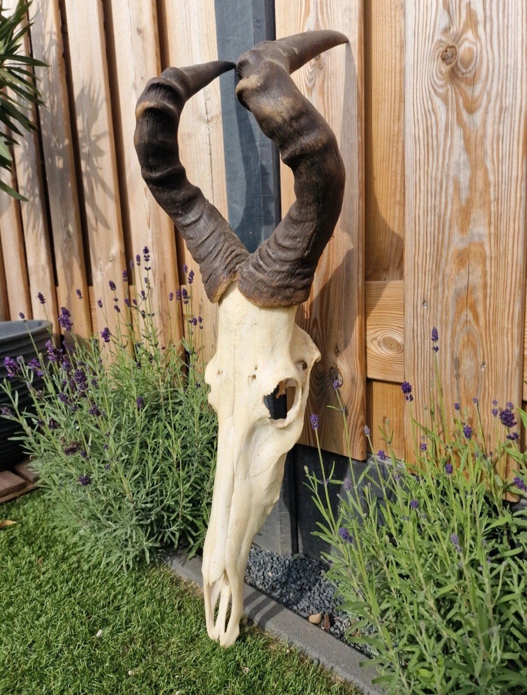 mooi schedel van een hartebeest, Ophalen, Gebruikt, Wild dier, Schedel