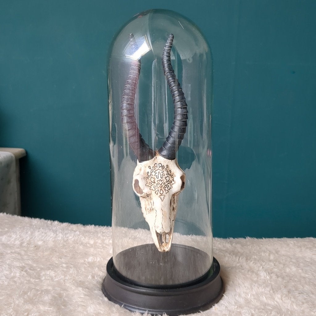 Schedel met hoorns onder glazen stolp | Gothic witchy decor, Ophalen of Verzenden, Gebruikt, Dier