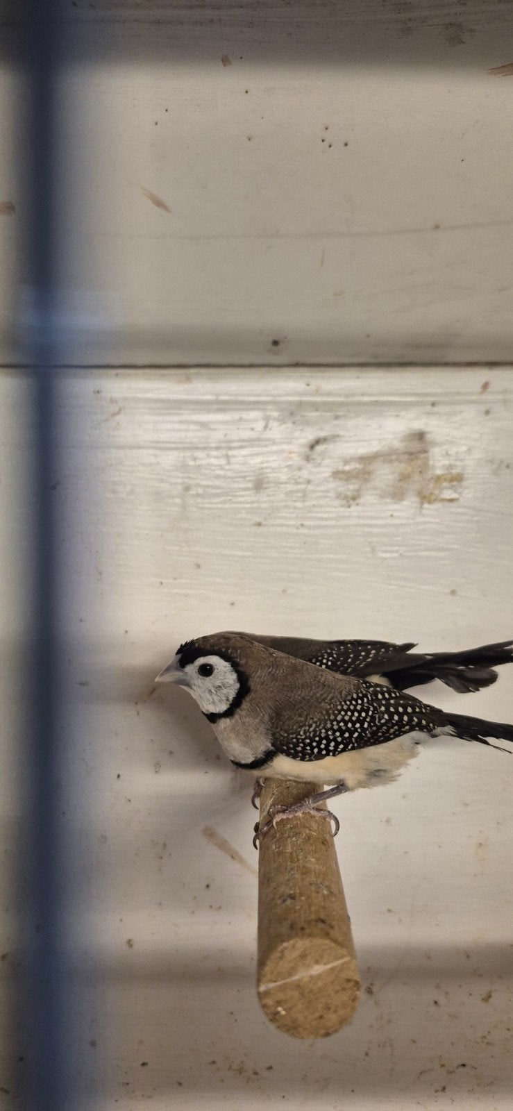 2-2 Bichenow astrildes, Dieren en Toebehoren, Vogels | Overige Vogels, Meerdere dieren, Tropenvogel