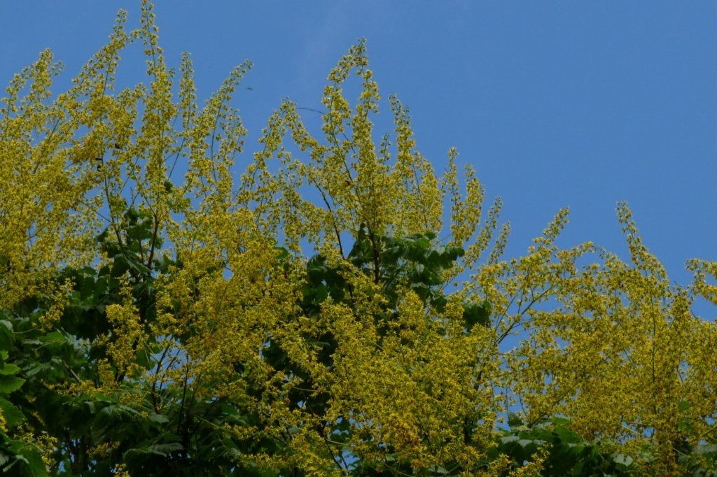 BOOM ZUILBOOM Koelreuteria paniculata Fastigiata lampionboom, Overige soorten, Volle zon, Vaste plant, Ophalen of Verzenden
