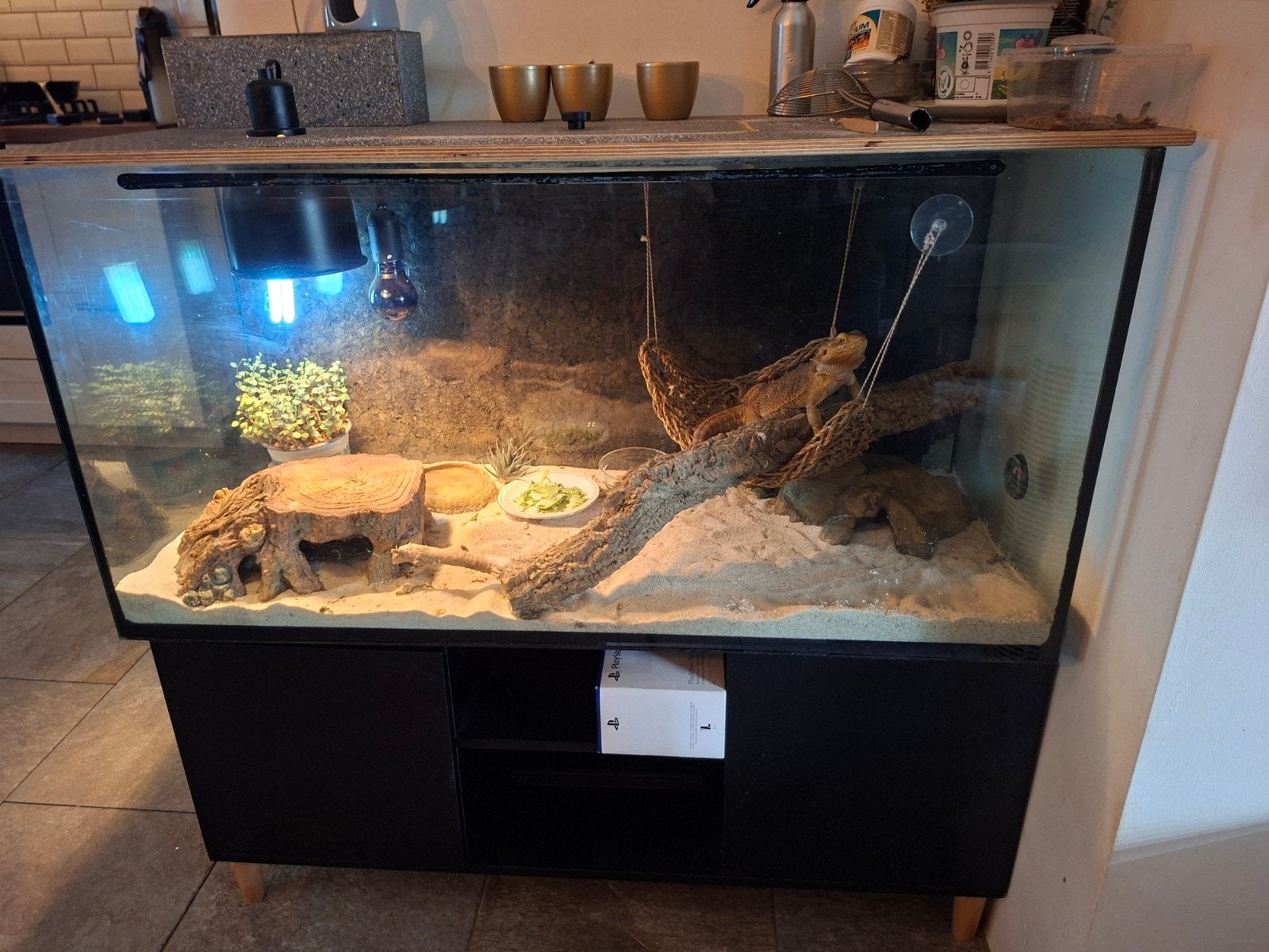 leeg terrarium met kast, Ophalen, Gebruikt, Terrarium of Paludarium