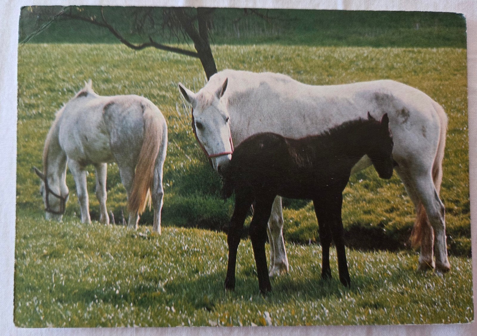 Paarden en veulen in de wei, Verzenden, 1960 tot 1980, Gelopen, Paard