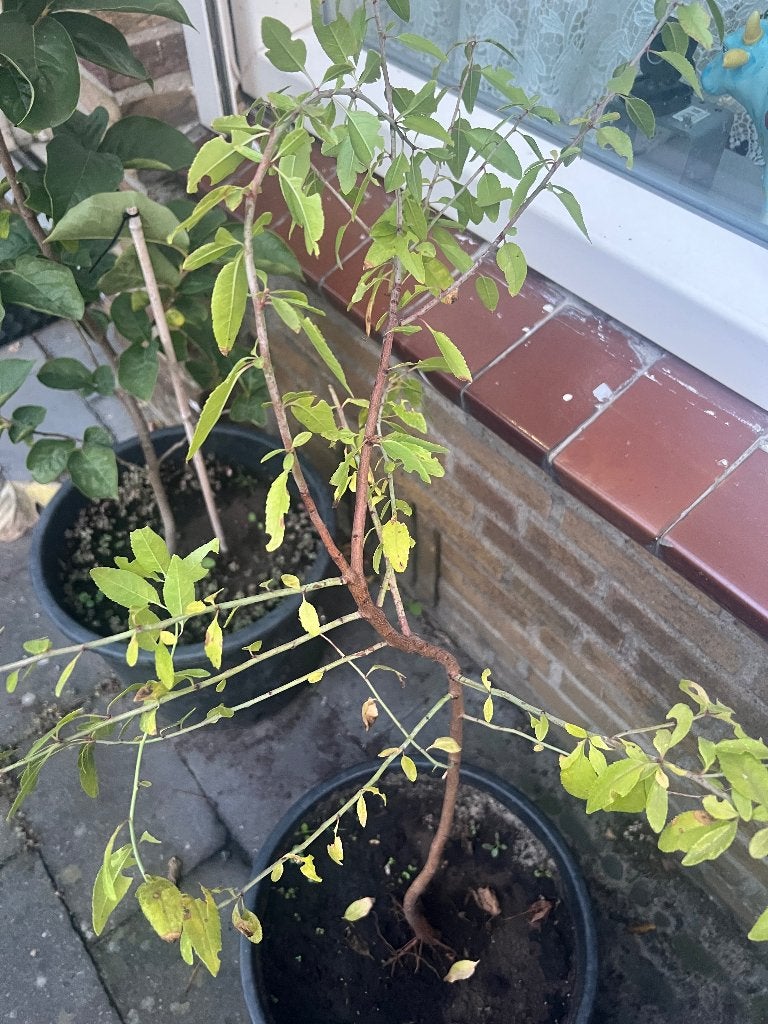 boompje  amandel, Overige soorten, Minder dan 100 cm, Zomer, Ophalen