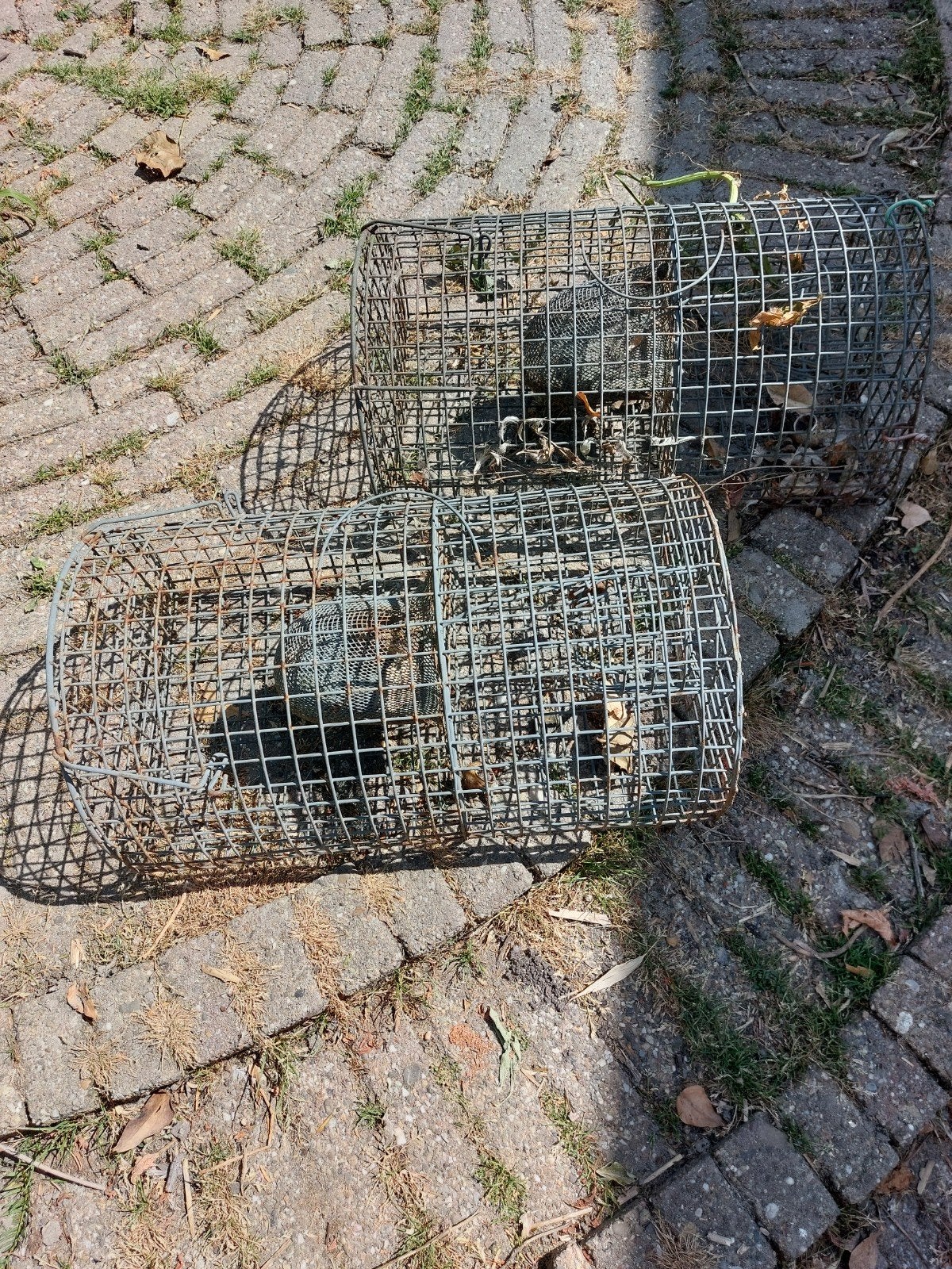 rattenvanger, Ophalen of Verzenden, Gebruikt