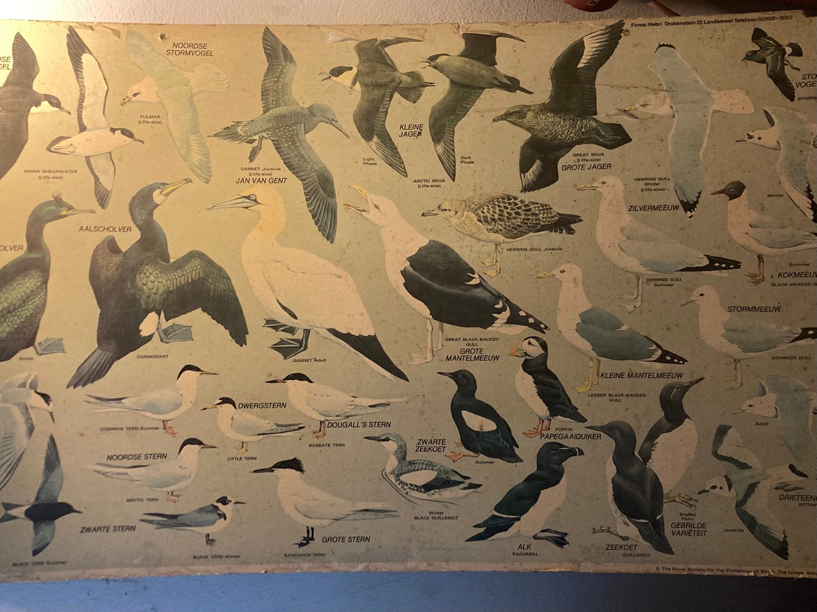Oude schoolplaat Birds, o.a. meeuwen, vintage conditie, Antiek en Kunst, Antiek | Schoolplaten, Ophalen, Natuur en Biologie