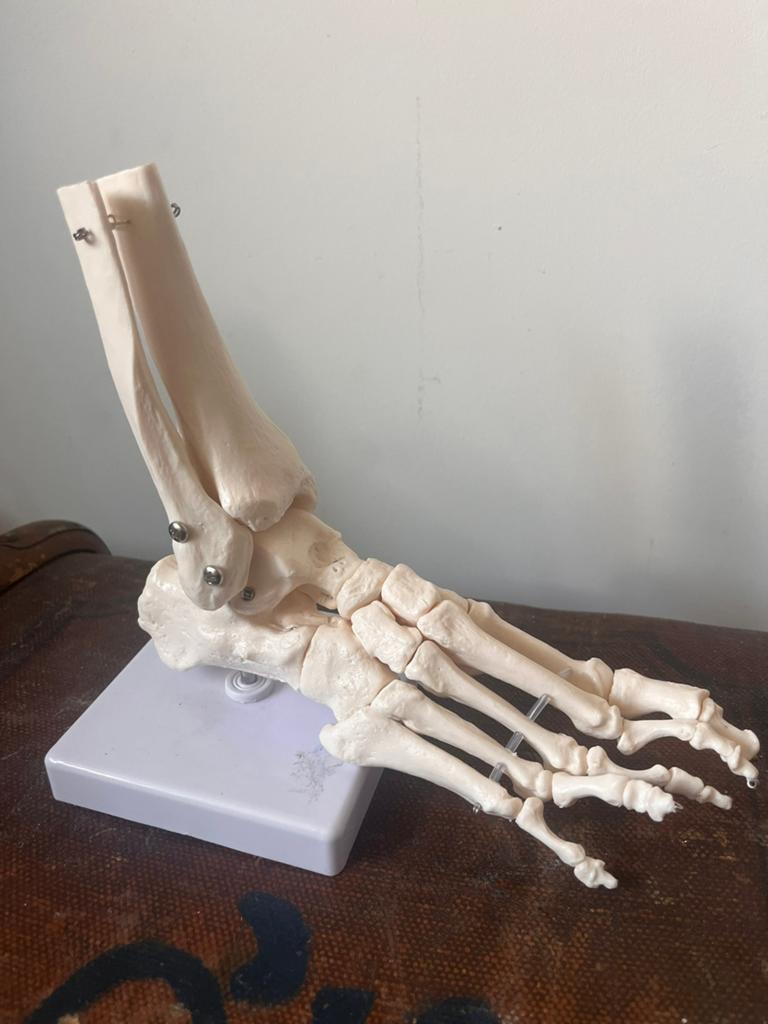 Voet anatomisch model vintage, Ophalen of Verzenden