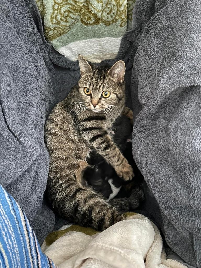 Twee kittens (mannelijk) te koop. Moeder britse korthaar mix