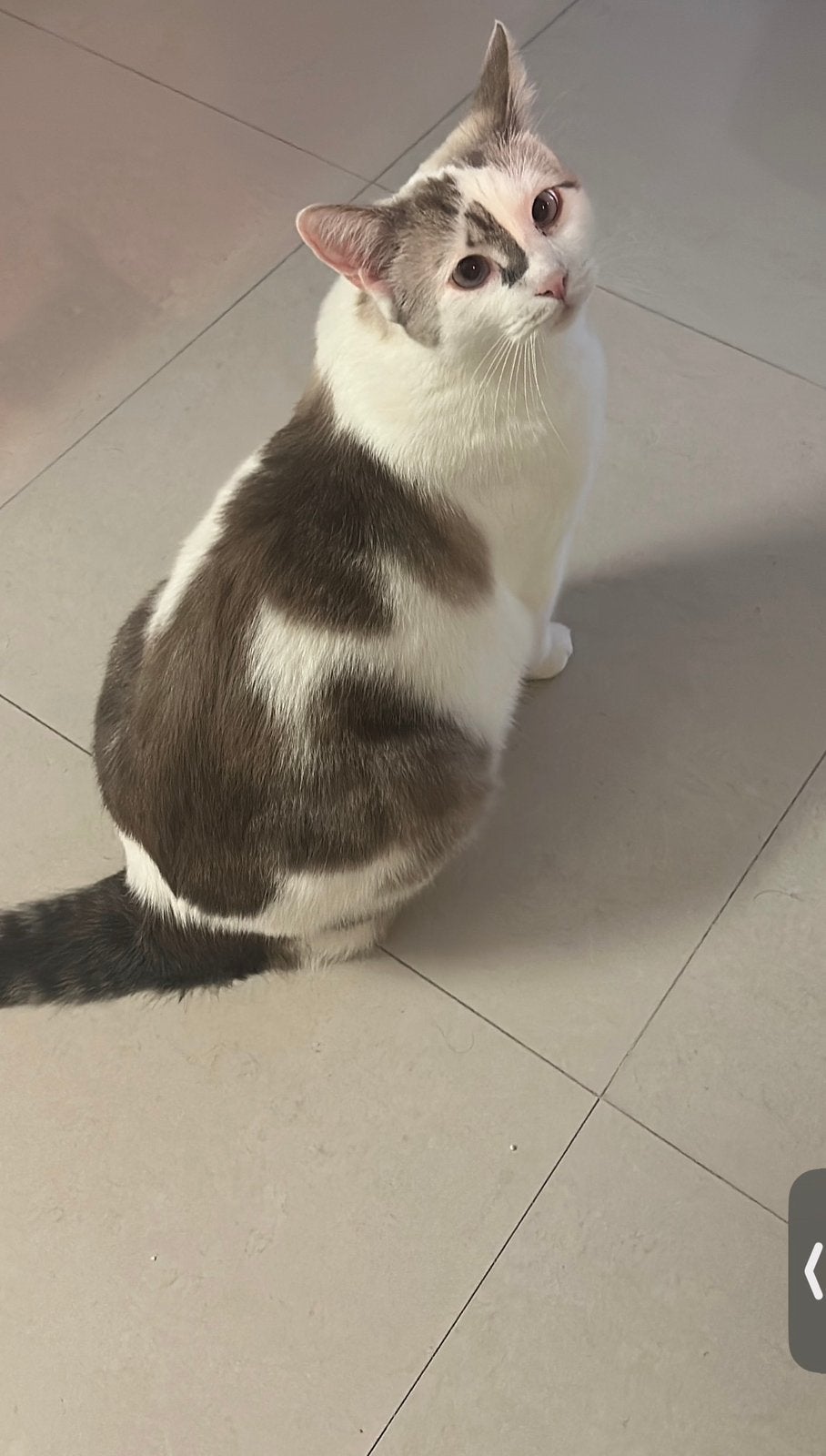 Wit mooie liefe kater, Meerdere dieren