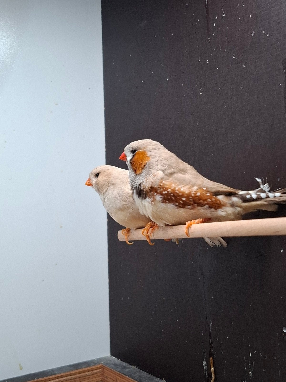 Koppel Engelse zebravinken bruin x bruinpastel, Dieren en Toebehoren, Vogels | Overige Vogels, Meerdere dieren, Tropenvogel, Geringd