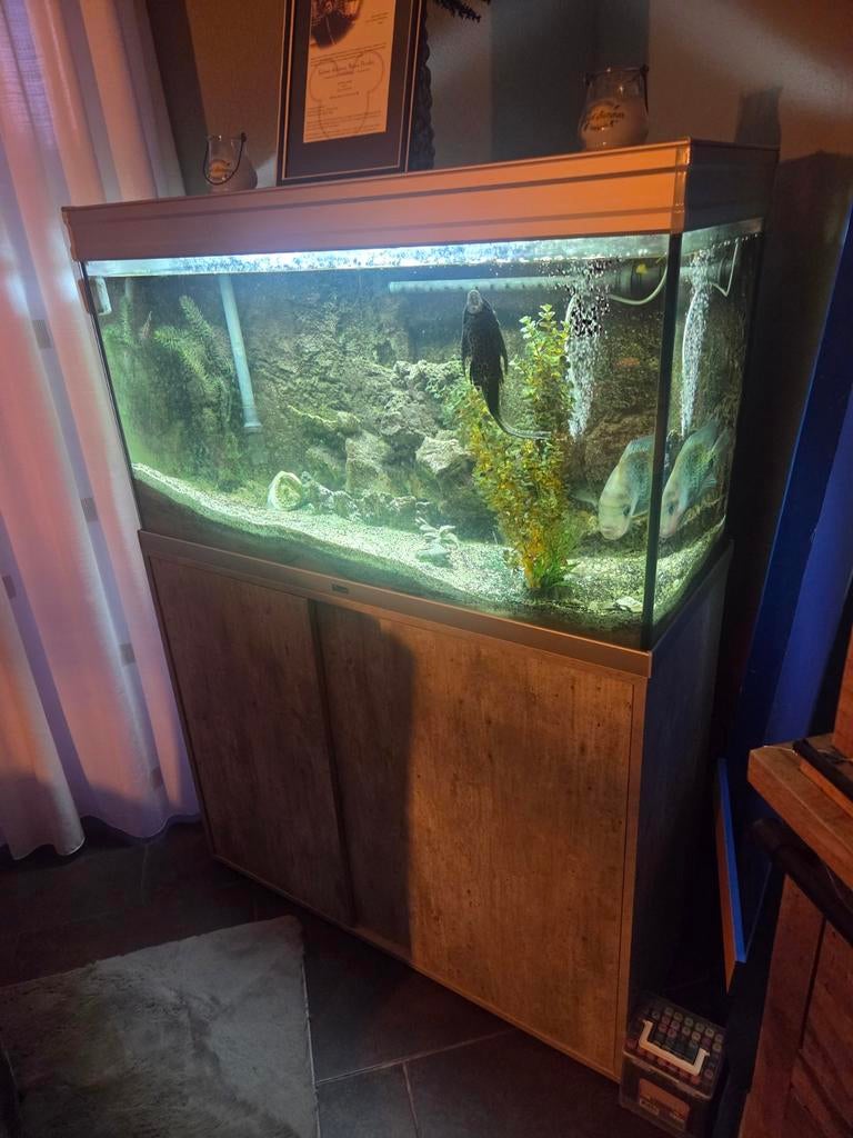 Aquarium 100cm, Dieren en Toebehoren, Ophalen of Verzenden, Zo goed als nieuw, Gevuld zoetwateraquarium