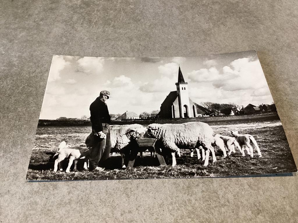 Texel.      Den Hoorn.   Schapen en Kerkje, Ophalen of Verzenden, Waddeneilanden
