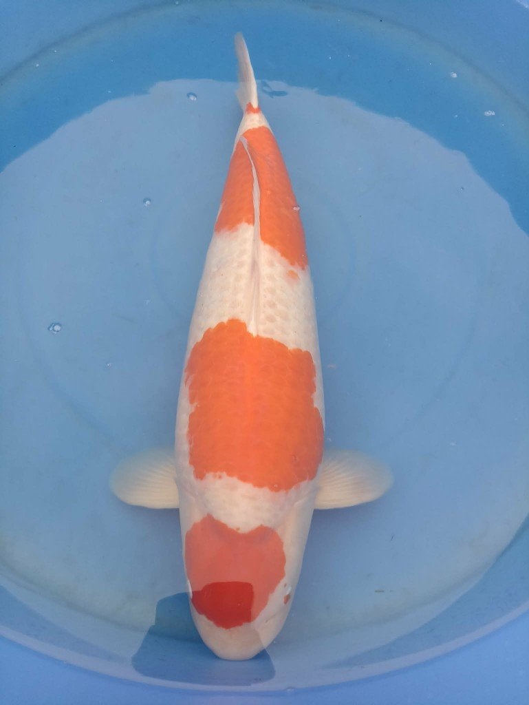 Hoge kwaliteit koi, Dieren en Toebehoren, Karper of Koi