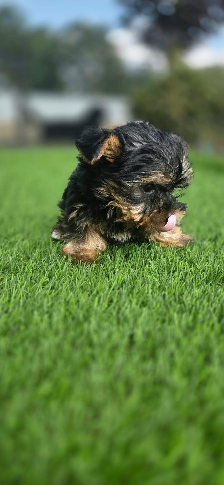 Te mooie kleine Yorkshire Terriër pup, Dieren en Toebehoren, Nederland, Reu, 8 tot 15 weken, Eén hond