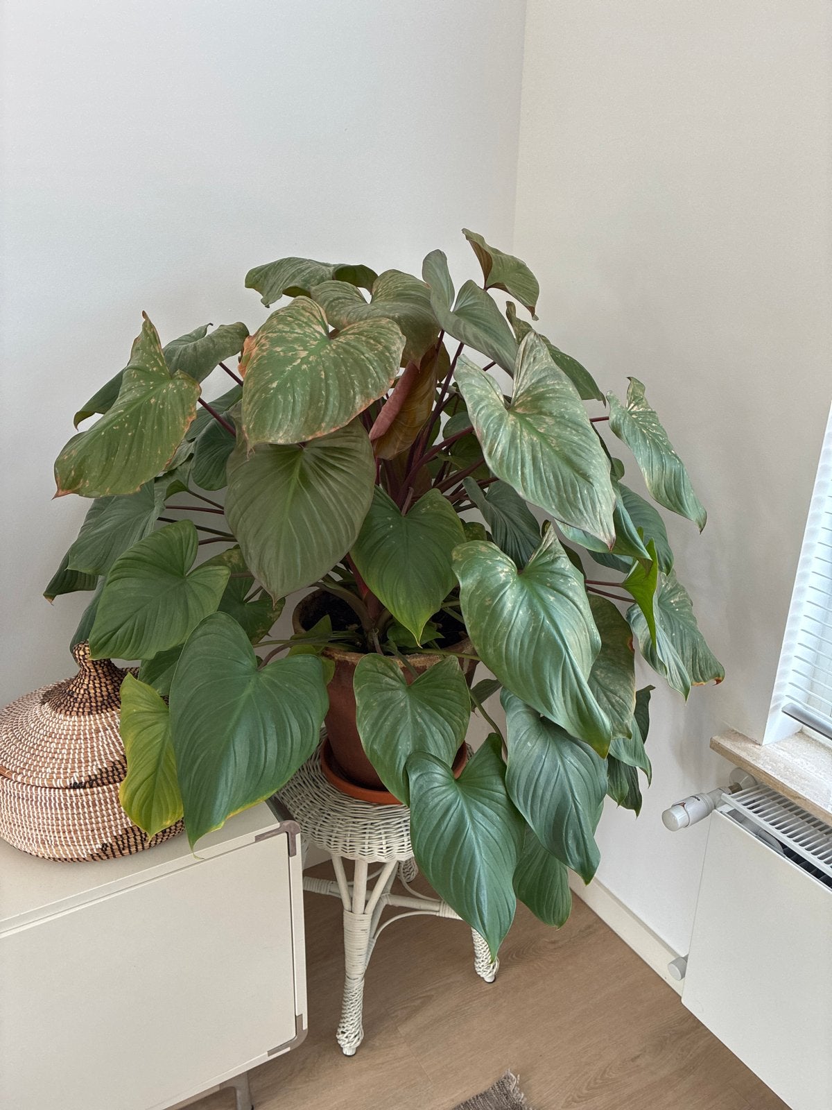 Grote Philodendron kamerplant in pot, Huis en Inrichting, Ophalen, 100 tot 150 cm, Overige soorten, Halfschaduw
