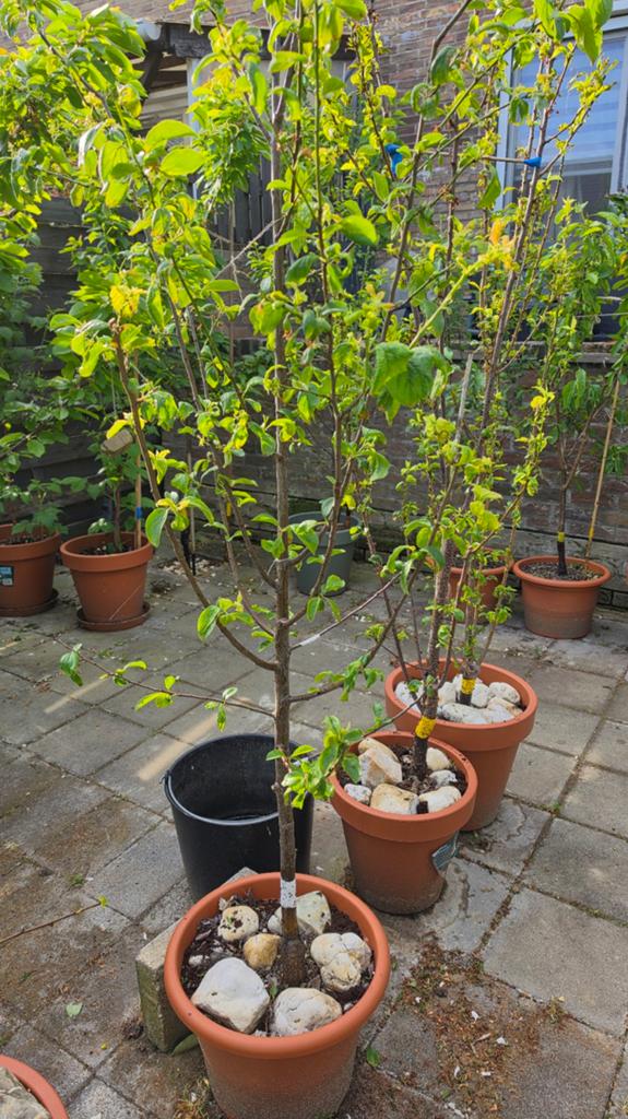 Pruimenboom Opal -victora  Heerlijke Zelfbestuivende Pruimen, Ophalen, In pot, Lente