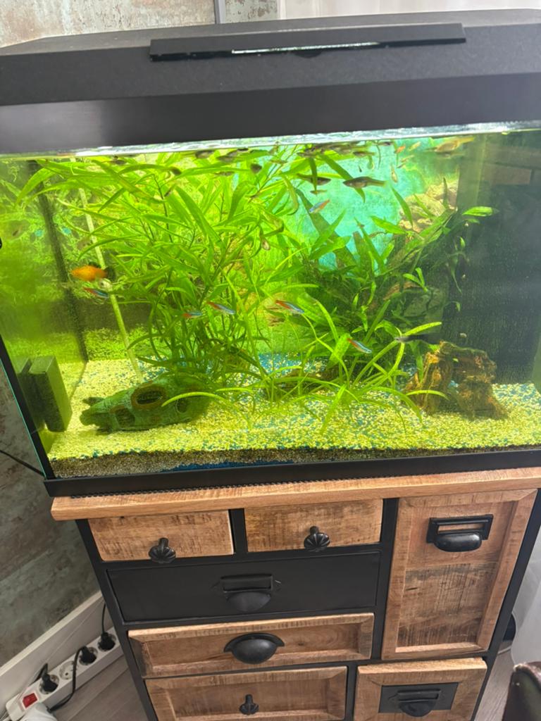 Complete auq incl vissen en toebehoren nerk juwel, Ophalen of Verzenden, Zo goed als nieuw, Gevuld zoetwateraquarium