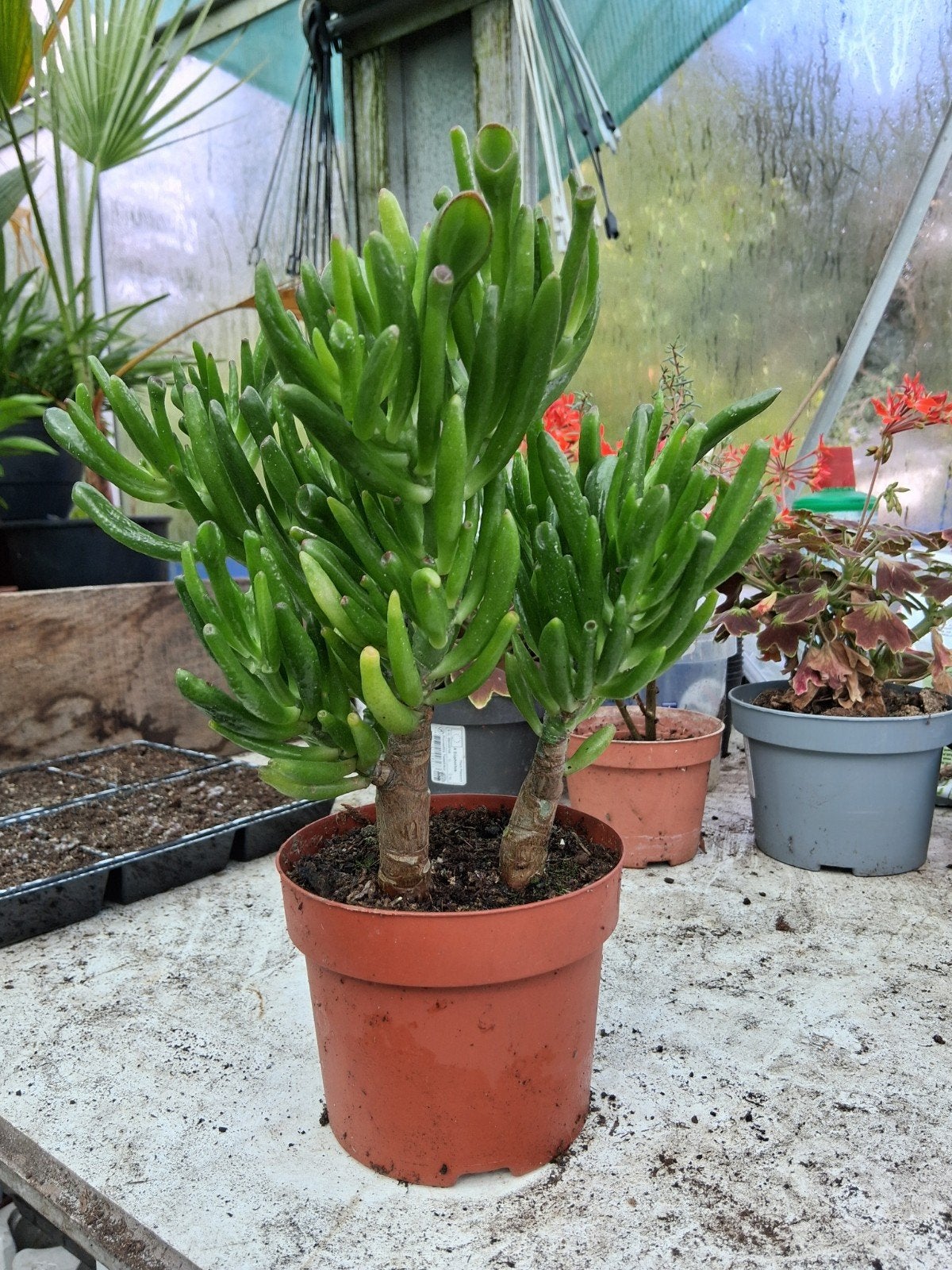 Crassula horntree, jade plant, Ophalen, Halfschaduw, Minder dan 100 cm