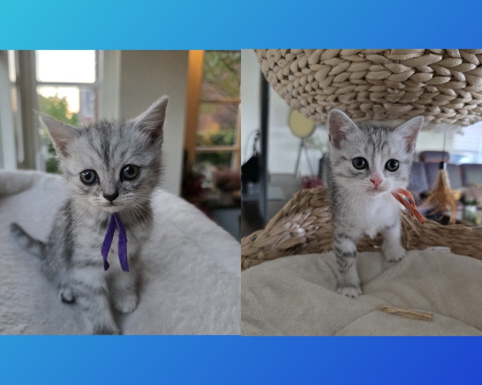 2 super schattige half Perzische poesjes!, Poes, Ontwormd, 0 tot 2 jaar