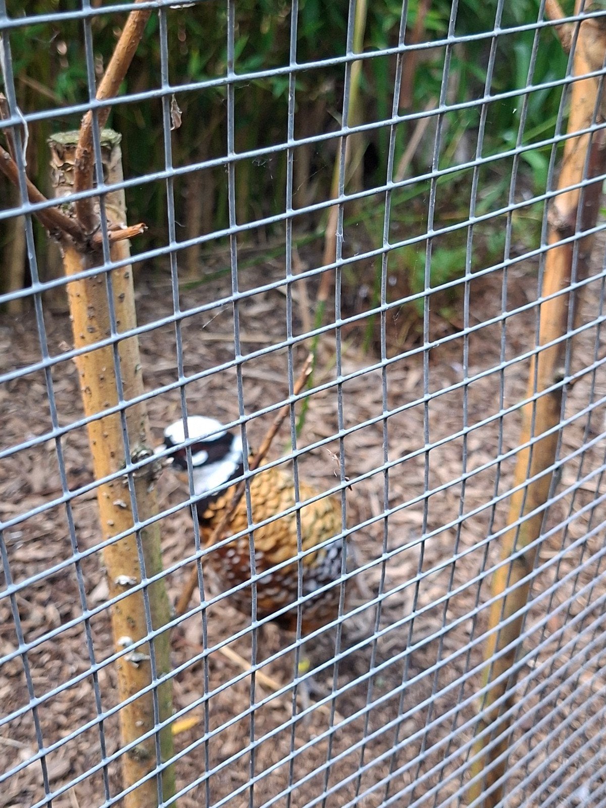 Konings fazanten, Meerdere dieren, Kip