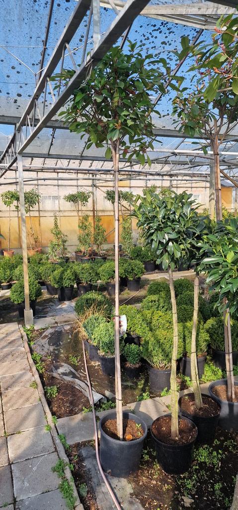Laurier op stam, Ophalen, Bloeit niet, Halfschaduw, 100 tot 250 cm