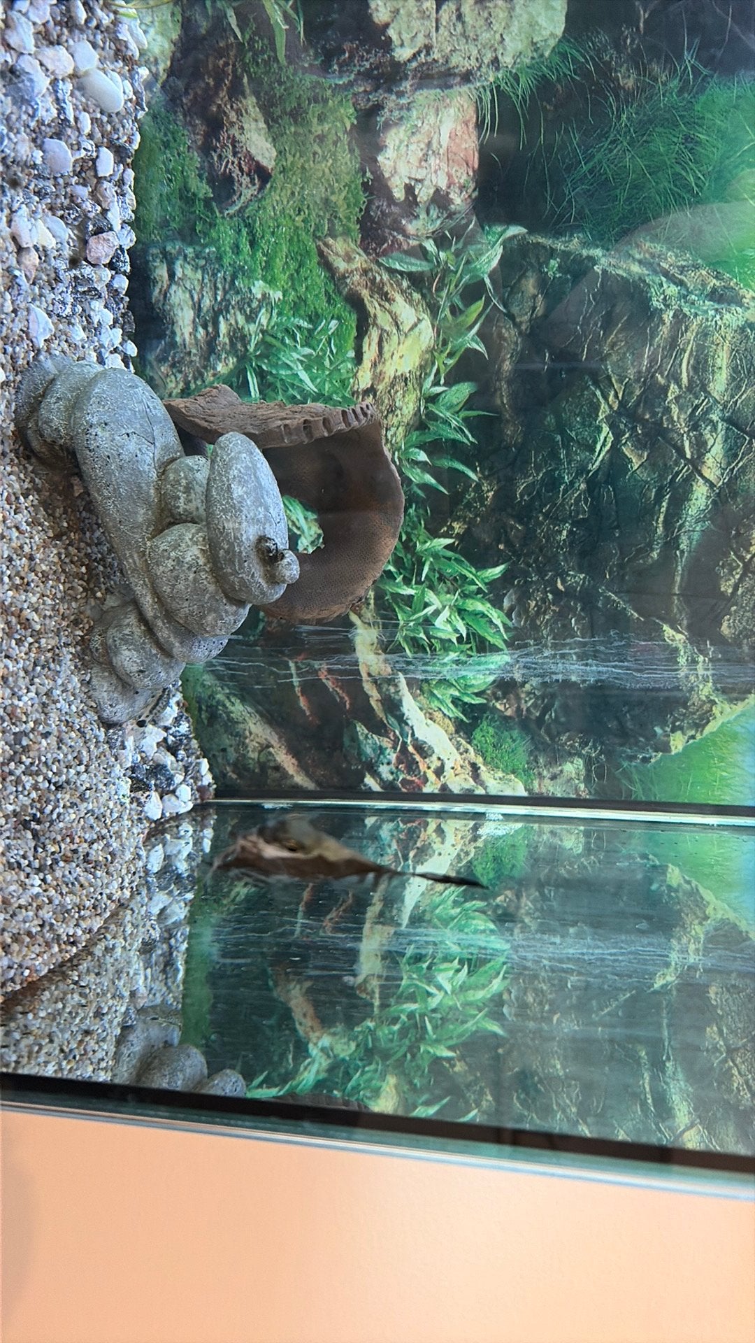 Vissen te koop worden te groot voor eigen, Dieren en Toebehoren, Vis, Zoetwatervis