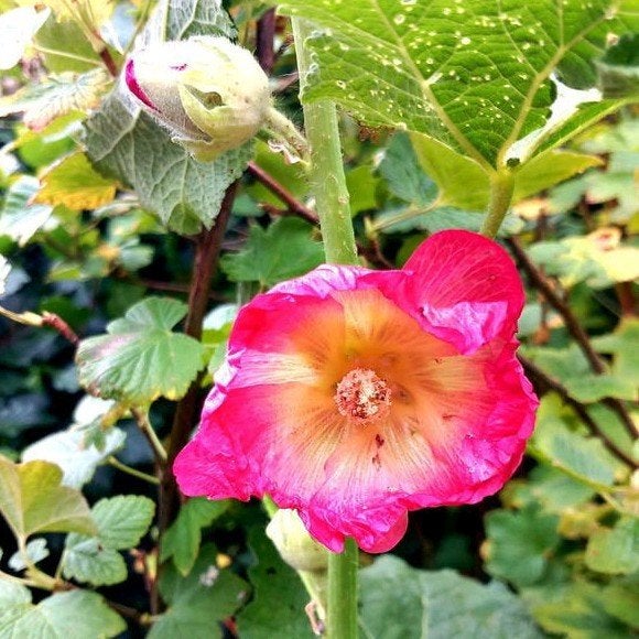 Volop stokrozen,  vele kleuren, Tuin en Terras, Volle zon, Vaste plant, Zomer, Ophalen