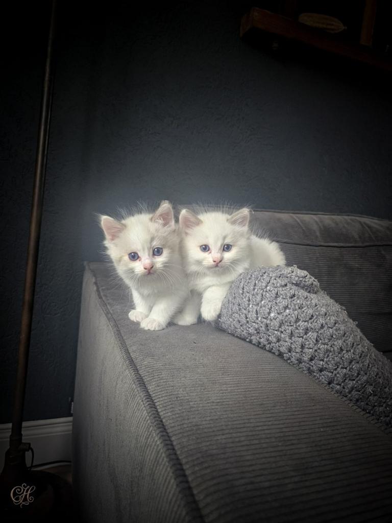 ## RAGDOLL kittens ##, Meerdere dieren