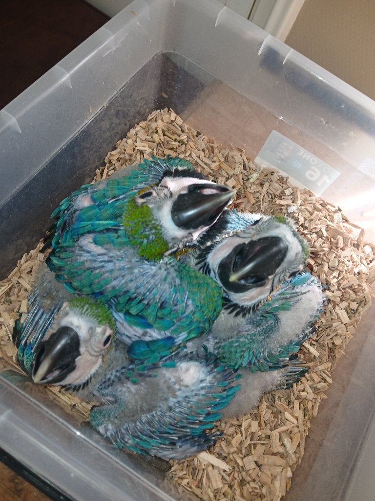 Blauw gele ara kuikens 6 weken, Dieren en Toebehoren, Meerdere dieren, Papegaai, Tam