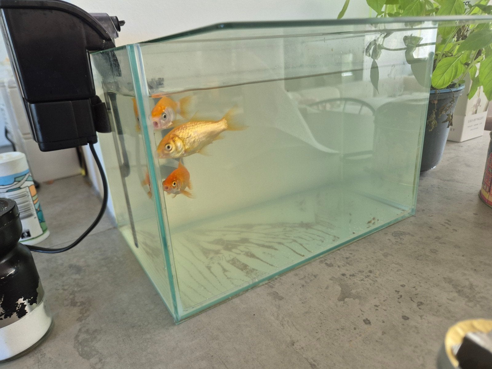 3x gold fish gratis, Dieren en Toebehoren, Vis, Zoetwatervis, Schoolvis