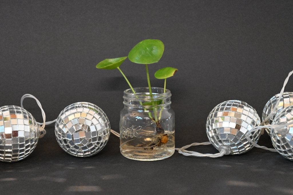 Stekje Pannenkoekenplant (Pilea peperomioides) Plant, Overige soorten, Minder dan 100 cm, Groene kamerplant, Halfschaduw