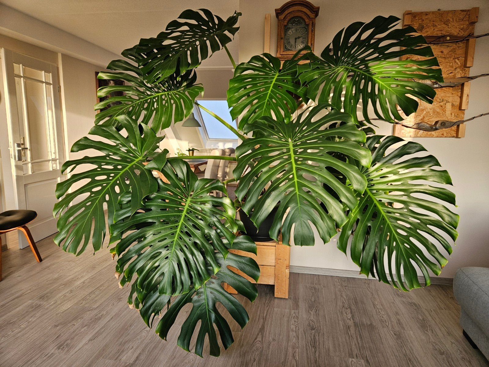 Monstera Large Form stekken, Huis en Inrichting, Kamerplanten, Ophalen, Halfschaduw, 100 tot 150 cm
