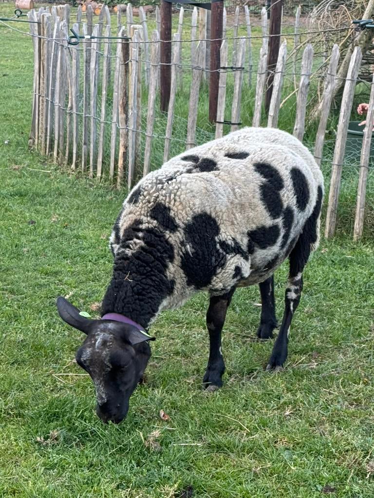 Jonge bonte stamboek ooi, ARR ARR, zwoeger vrij, Vrouwelijk, Schaap