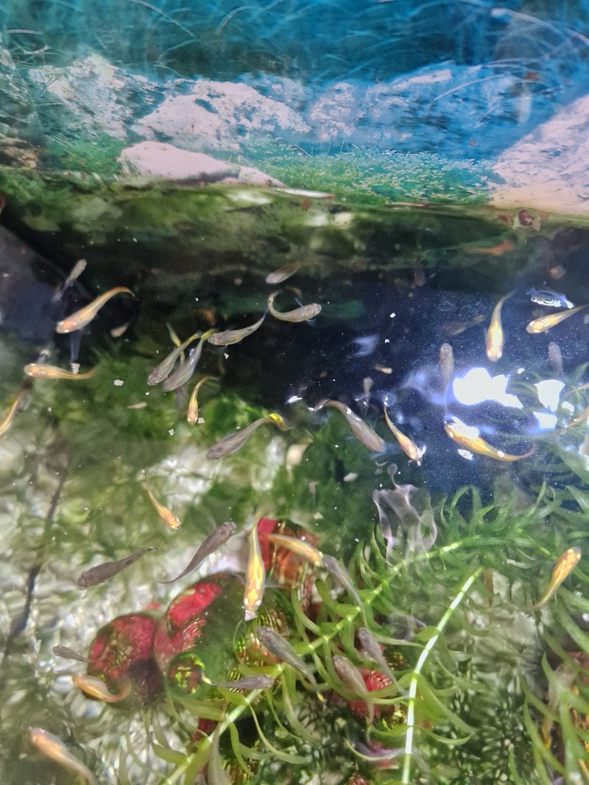 Jonge guppen, Dieren en Toebehoren, Vissen | Aquariumvissen, Vis
