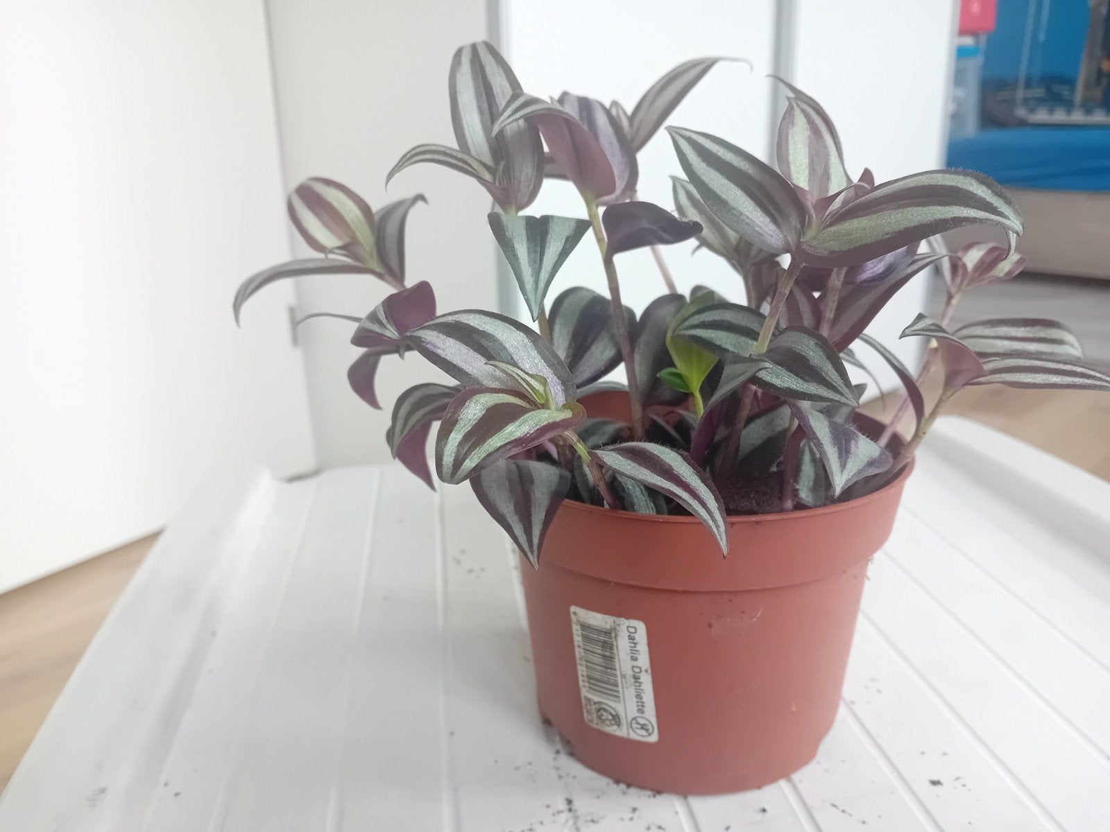 Tradescantia, Ophalen of Verzenden, Halfschaduw, Minder dan 100 cm