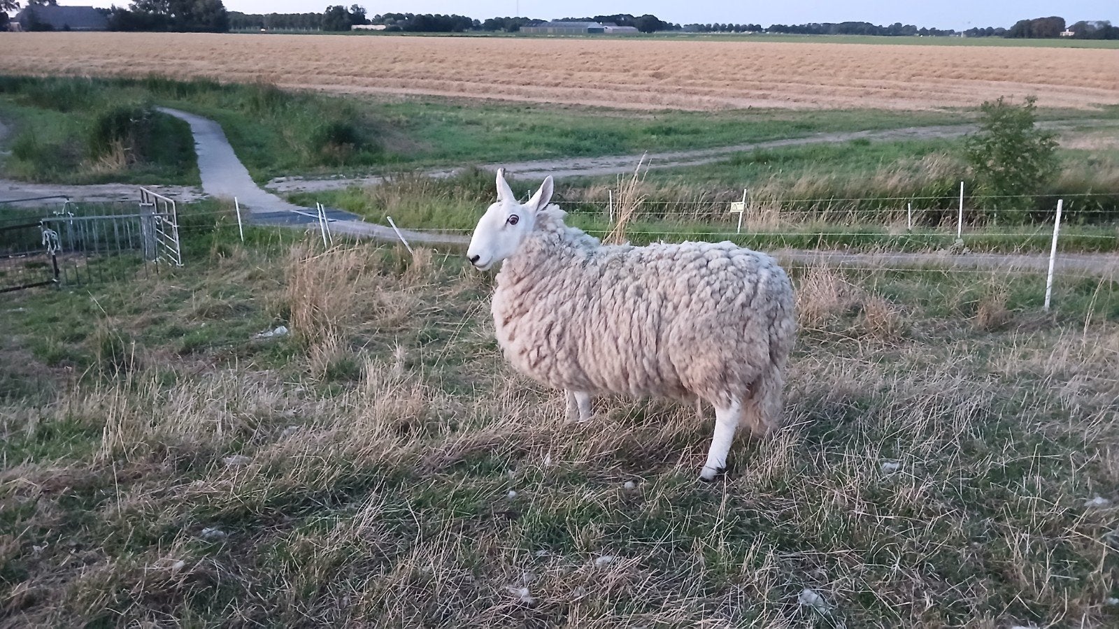 border leicester  dekram, Dieren en Toebehoren, Mannelijk, Schaap, 3 tot 5 jaar