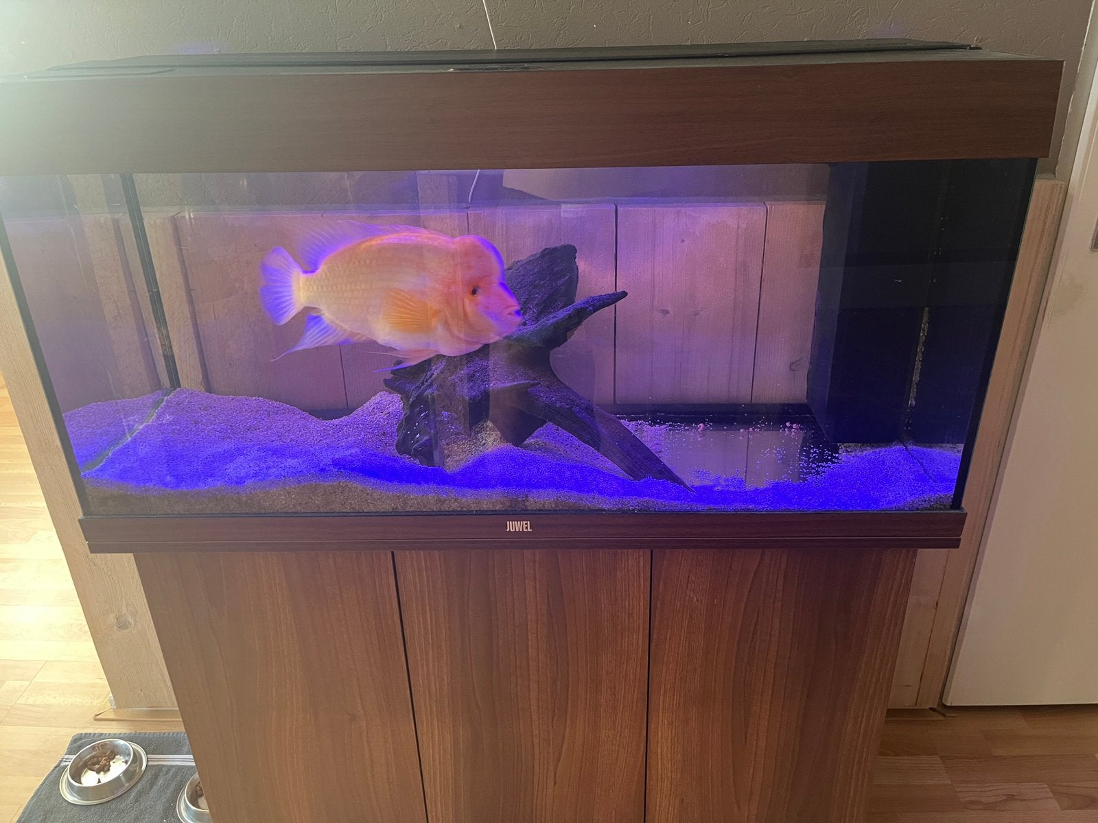 Aqarium, Dieren en Toebehoren, Vissen | Aquaria en Toebehoren, Ophalen, Zo goed als nieuw, Leeg aquarium, Juwel