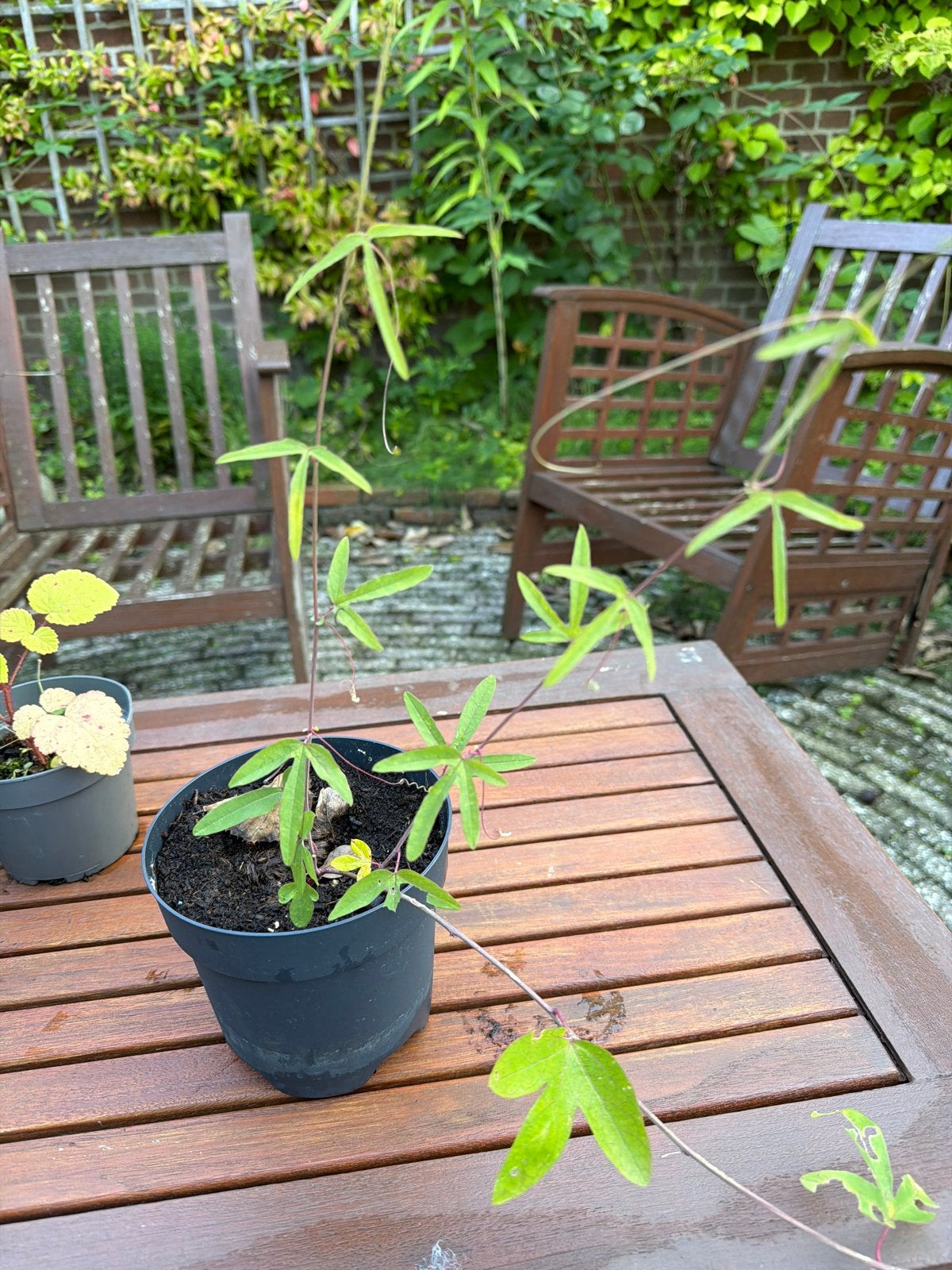 Passiebloem plant - Passiflora, Volle zon, Vaste plant, Ophalen of Verzenden, Klimplanten