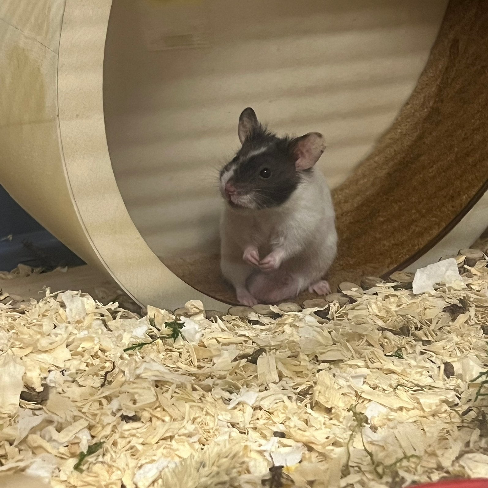 Syrische hamster little man, Hamster, Mannelijk, Tam, September