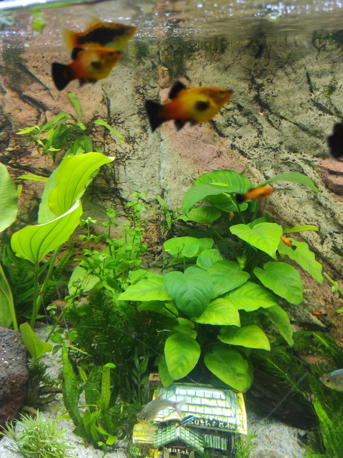 Jonge visjes, Dieren en Toebehoren, Vissen | Aquariumvissen, Vis, Zoetwatervis, Schoolvis