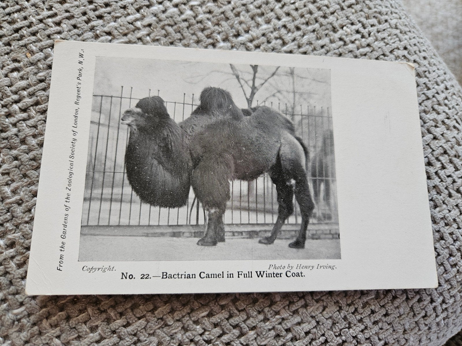 zoo London  Kameel in Wintervacht, Ophalen of Verzenden, Voor 1920, Gelopen