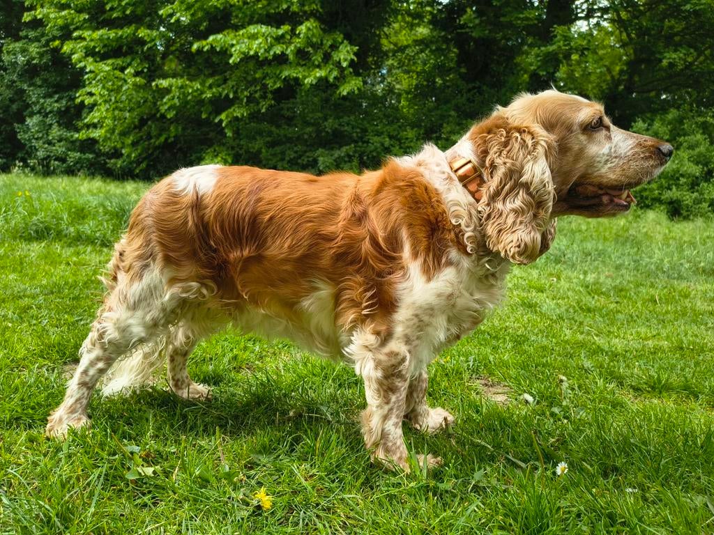 Prachtige Cocker spaniel geboren 2021, Dieren en Toebehoren, Teef, Eén hond, Spaniël, 3 tot 5 jaar
