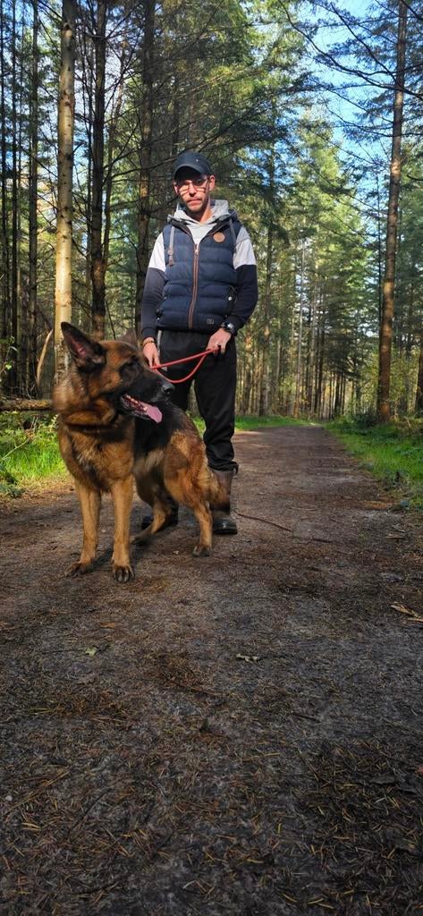 Lieve Duitse herder teef, Dieren en Toebehoren, Honden | Herdershonden en Veedrijvers, Teef, Eén hond, 3 tot 5 jaar, Herder