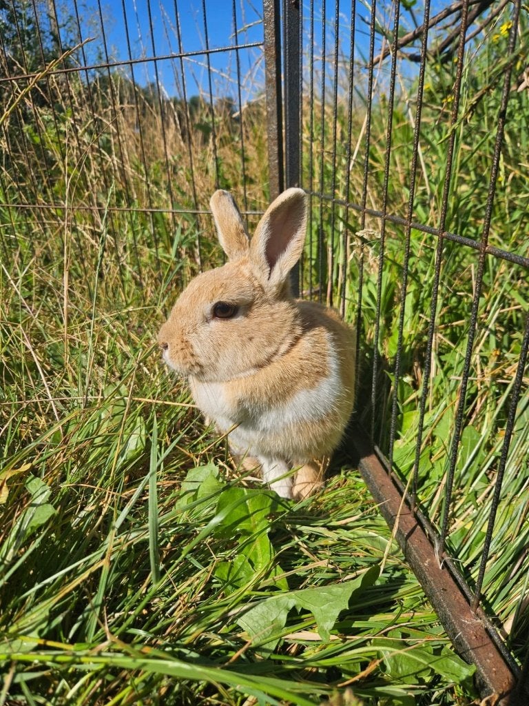 Sloughi zoekt een nieuw huisje!, Vrouwelijk, Klein, 0 tot 2 jaar