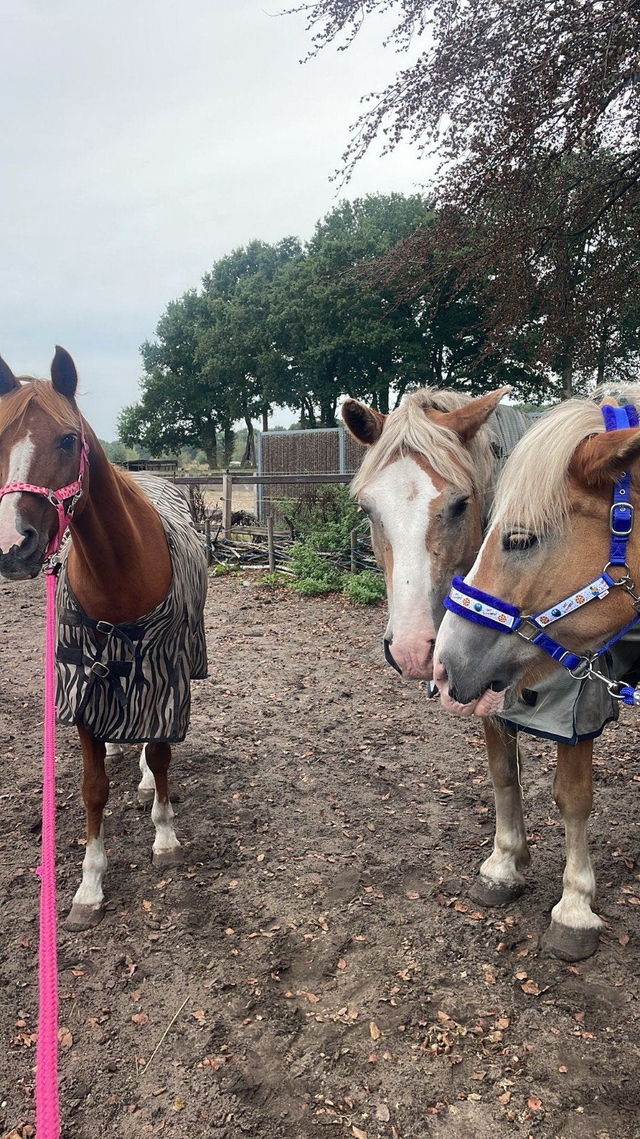 weiland gezocht Soest, Dieren en Toebehoren