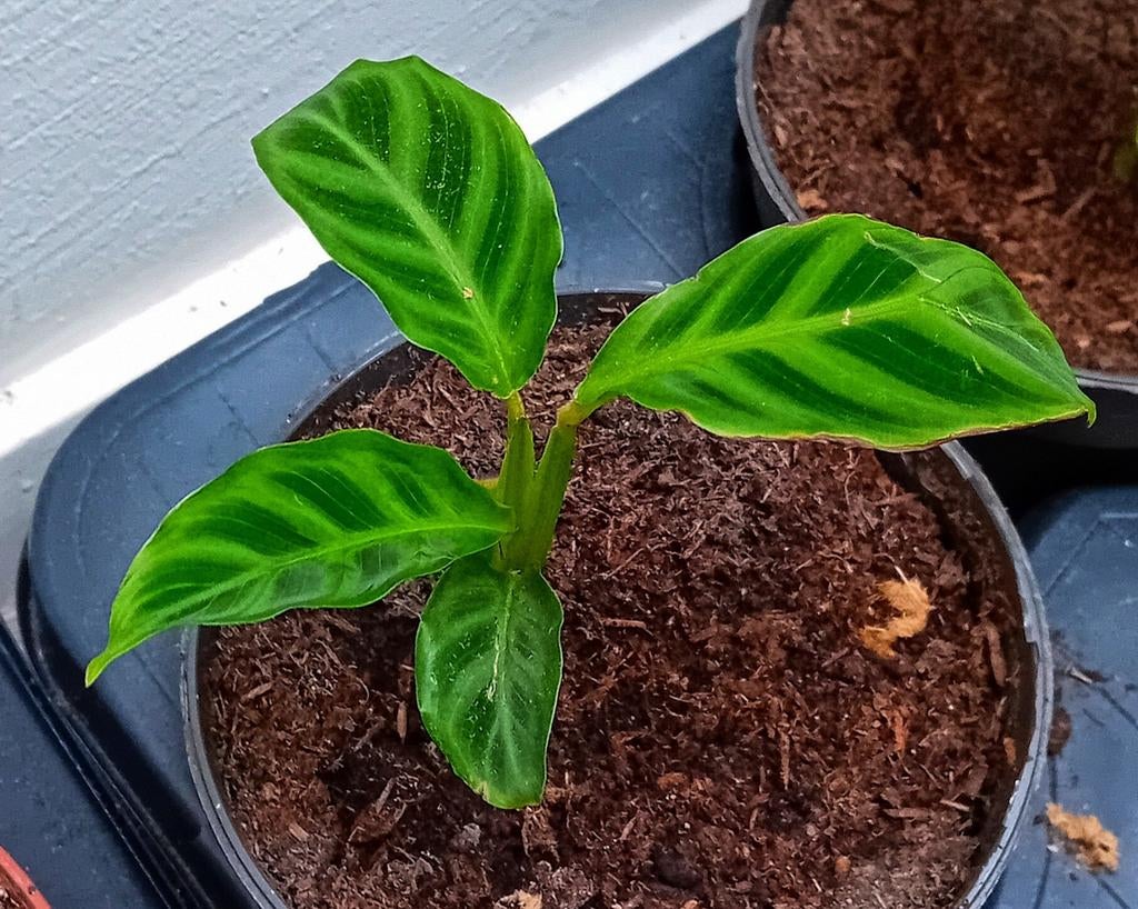 Zebra plant in gezonde staat, Huis en Inrichting, Kamerplanten, Ophalen, Halfschaduw, Minder dan 100 cm