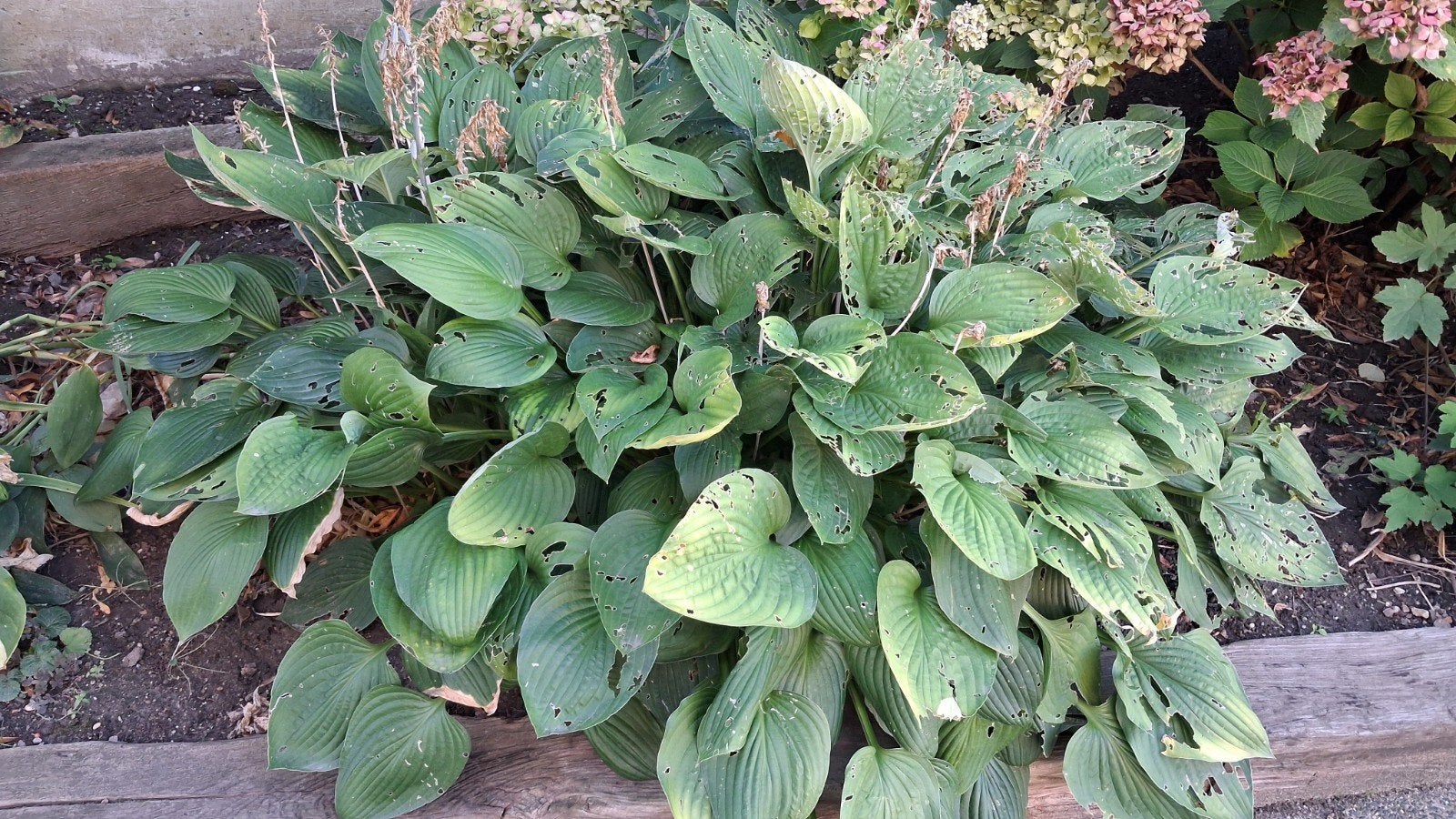 hosta hartlelie vaste tuinplant, Ophalen, Overige soorten, Halfschaduw