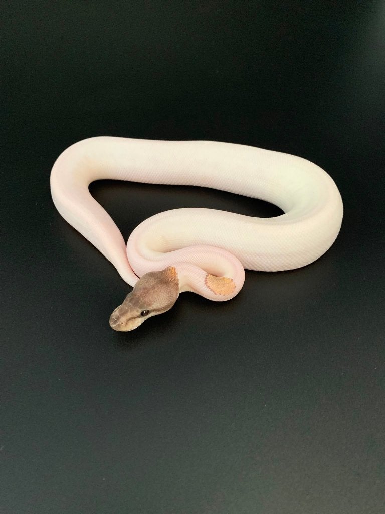 0.1 GHI mojave piebald python regius Ball Python photo 5