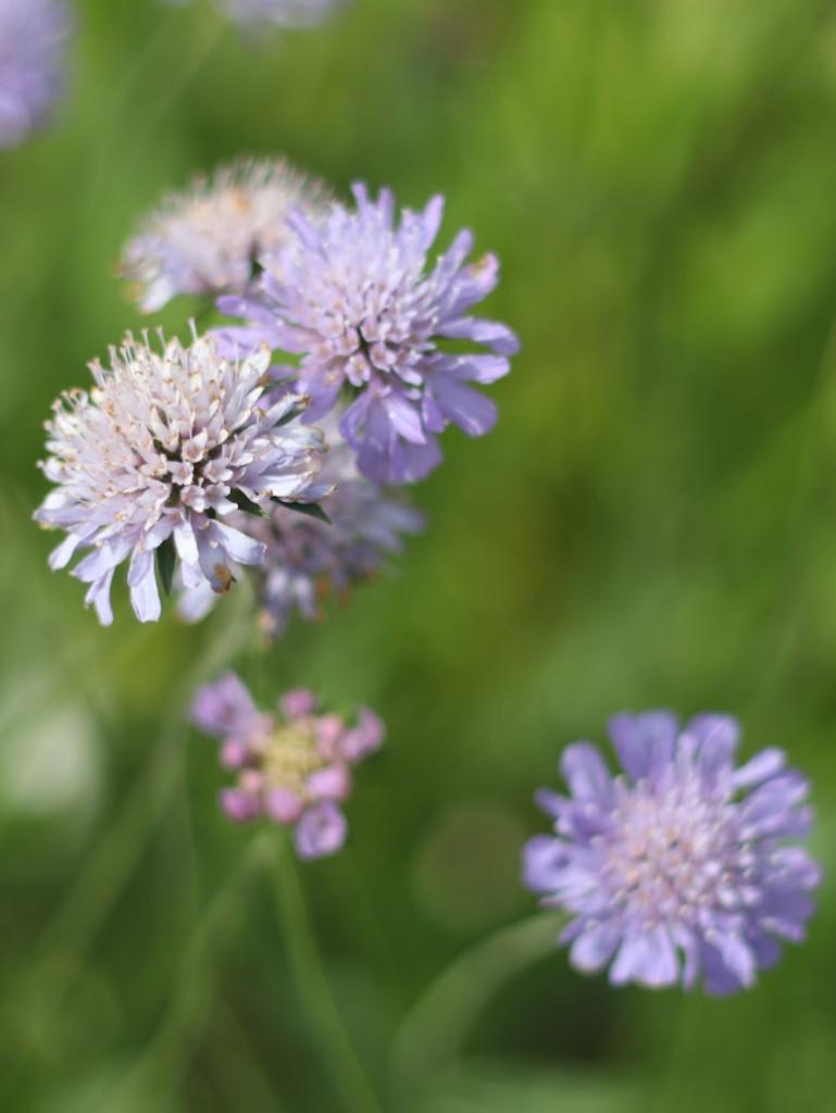 Duifkruid, inheemse vaste plant, bio zaad&potgrond, Volle zon, Vaste plant, Zomer, Ophalen