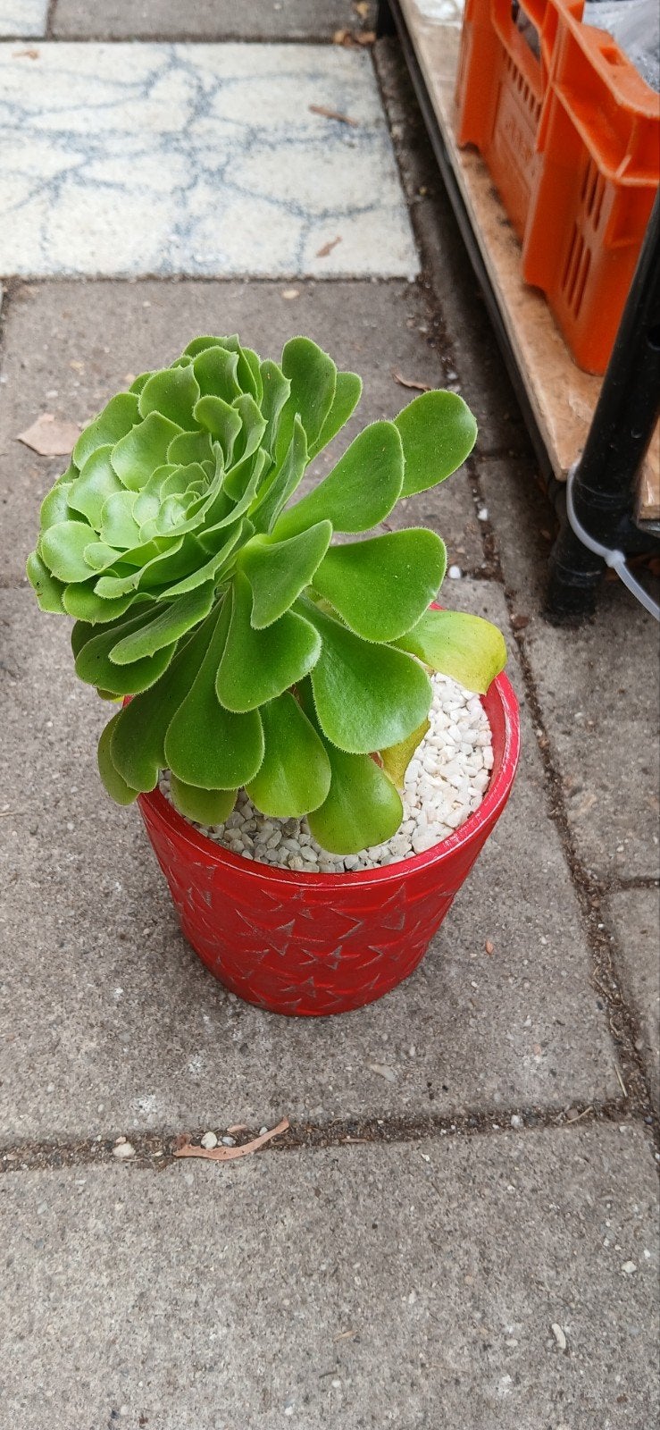 Aeonium arboreum - Prachtige vetplant voor binnen en buiten, Huis en Inrichting, Kamerplanten, Minder dan 100 cm, Halfschaduw